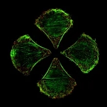 Analyse Moléculaire